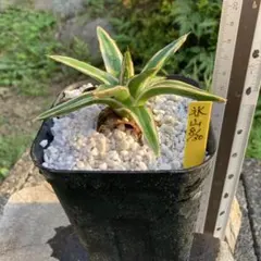 2026年最新】極氷山 アガベの人気アイテム - メルカリ