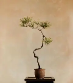 2026年最新】文人 盆栽の人気アイテム - メルカリ