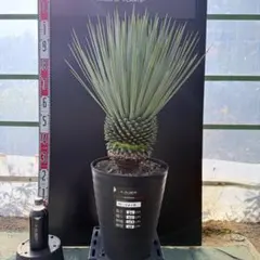 2026年最新】ロストラータ シルバーの人気アイテム - メルカリ