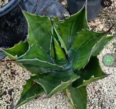 2026年最新】パリー斑入りの人気アイテム - メルカリ