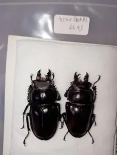 2026年最新】ヤエヤママルバネの人気アイテム - メルカリ