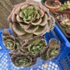 2026年最新】アエオニウム 魅金ローズの人気アイテム - メルカリ