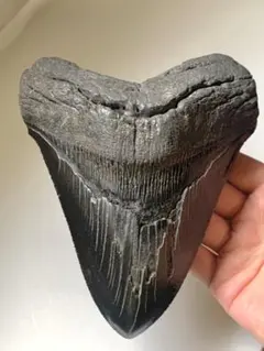 2026年最新】恐竜 爪 化石の人気アイテム - メルカリ