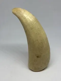 2026年最新】マッコウクジラ 歯 牙の人気アイテム - メルカリ