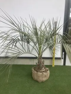 2026年最新】ココスヤシ シルバーの人気アイテム - メルカリ