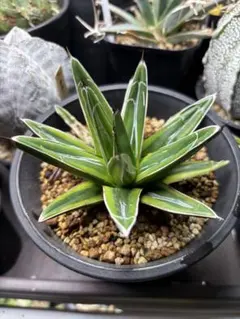 2026年最新】笹の雪 輝山の人気アイテム - メルカリ