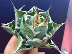 2026年最新】アガベ ハデス 陽炎の人気アイテム - メルカリ