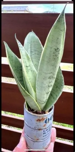 2026年最新】スノーホワイト サンスベリアの人気アイテム - メルカリ