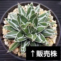 2026年最新】アガベ 姫笹の雪の人気アイテム - メルカリ