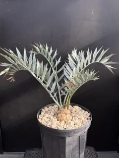 2026年最新】ホリダス エンセファラルトスの人気アイテム - メルカリ