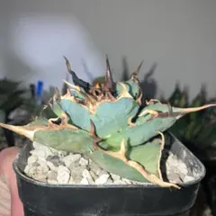 2026年最新】ロウルサンコの人気アイテム - メルカリ