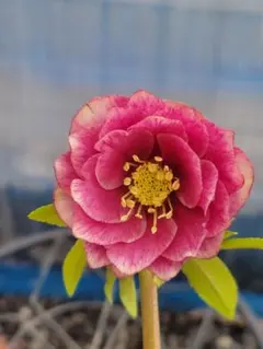 2026年最新】広瀬 ソレイユの人気アイテム - メルカリ