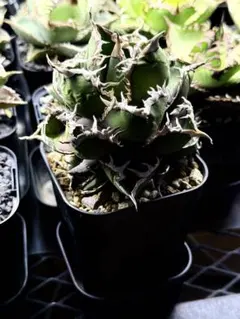 2026年最新】包心龍の人気アイテム - メルカリ