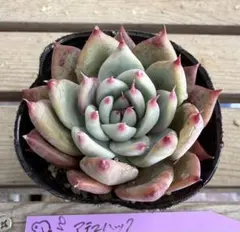 2026年最新】リンゼアナ 中里の人気アイテム - メルカリ