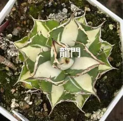 2026年最新】太陽神 アガベの人気アイテム - メルカリ