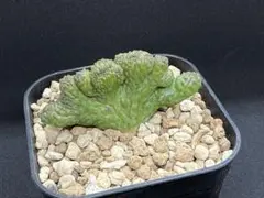 2026年最新】ユーフォルビア オベサ モンストの人気アイテム - メルカリ