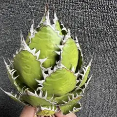 2026年最新】アガベ ホリダ 陽炎の人気アイテム - メルカリ