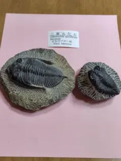 2026年最新】三葉虫の人気アイテム - メルカリ