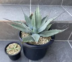 2026年最新】ドライガーデン セットの人気アイテム - メルカリ