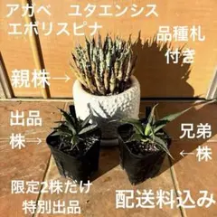 2026年最新】エボリスピナ子株の人気アイテム - メルカリ