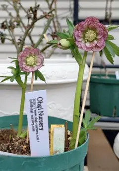 2026年最新】大木 クリスマスローズの人気アイテム - メルカリ