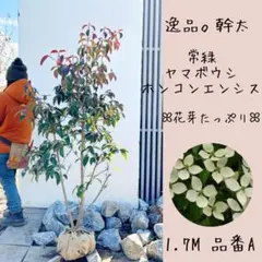 2026年最新】常緑ヤマボウシの人気アイテム - メルカリ