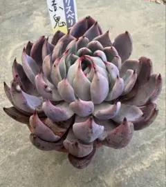 2026年最新】おらいさん苗赤鬼の人気アイテム - メルカリ