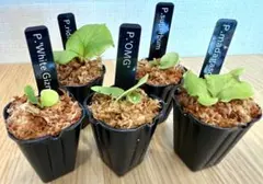 2026年最新】gizmo ビカクシダの人気アイテム - メルカリ