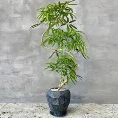 大型 シェフレラ アンガスティフォリア S字仕立て 陶器鉢 植え込み発送