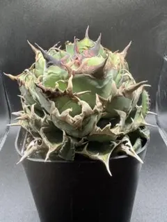 2026年最新】イラン株 アガベの人気アイテム - メルカリ