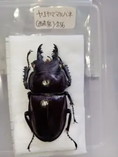 2026年最新】ヤエヤママルバネの人気アイテム - メルカリ