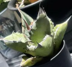 2026年最新】チタノタ ビーストの人気アイテム - メルカリ