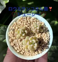 2026年最新】ロウルサンコの人気アイテム - メルカリ