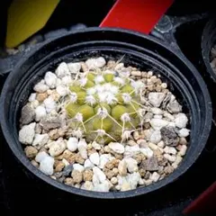 2026年最新】コルムナアルバの人気アイテム - メルカリ