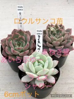 2026年最新】ロウルサンコの人気アイテム - メルカリ