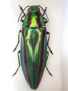 2026年最新】タマムシ 標本の人気アイテム - メルカリ