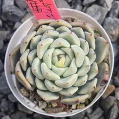 2026年最新】ルイパパの人気アイテム - メルカリ