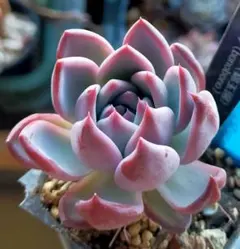 2026年最新】錦玉園 リンゼアナの人気アイテム - メルカリ