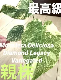 2026年最新】モンステラ レガシーの人気アイテム - メルカリ