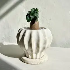 2026年最新】ガジュマル 斑入りの人気アイテム - メルカリ