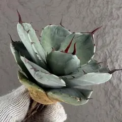 2026年最新】アガベ パリー 大株の人気アイテム - メルカリ