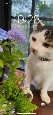 Bae Yong Joon （ヨン様写真集3部） THE IMAGE VOL.1 - メルカリ