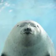 極めろ嵐! = ULTIMATE ARASHI : 結成10周年から次代に向け… - メルカリ