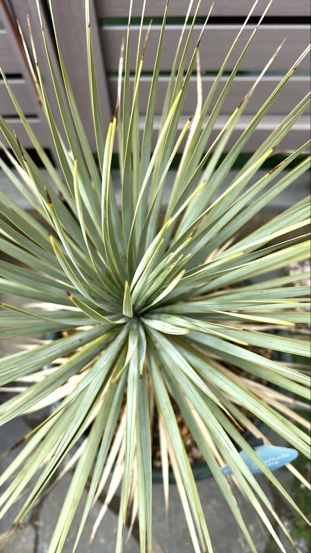 2026年最新】ロストラータ ブルーサンダーの人気アイテム - メルカリ