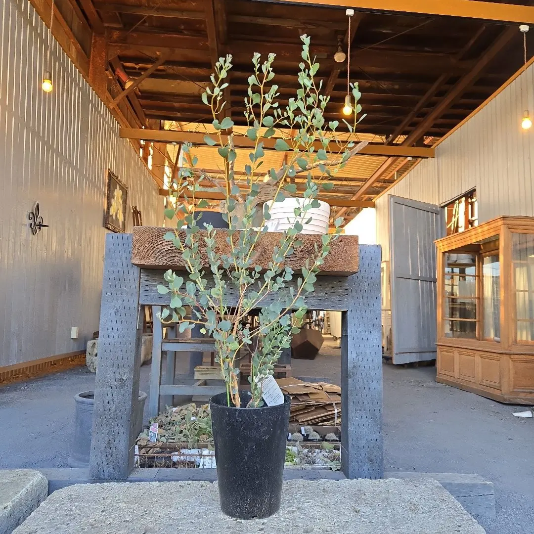 2026年最新】ユーカリ ウェブステリアナの人気アイテム - メルカリ