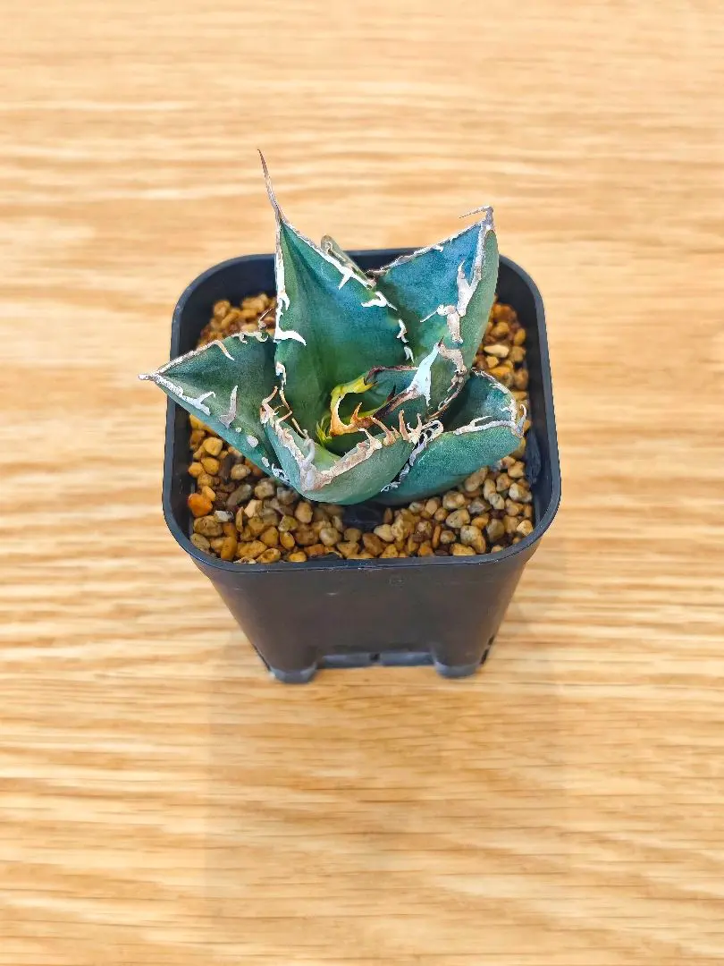 2026年最新】モンスターアガベの人気アイテム - メルカリ