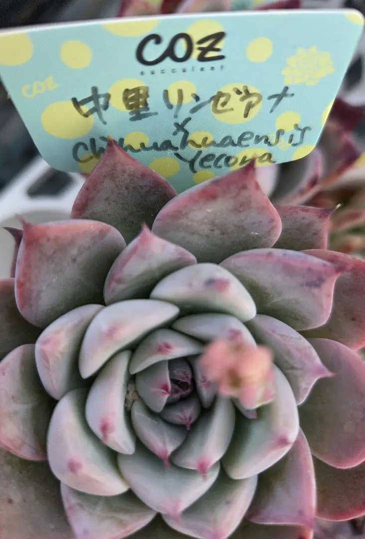 2026年最新】COZ苗の人気アイテム - メルカリ