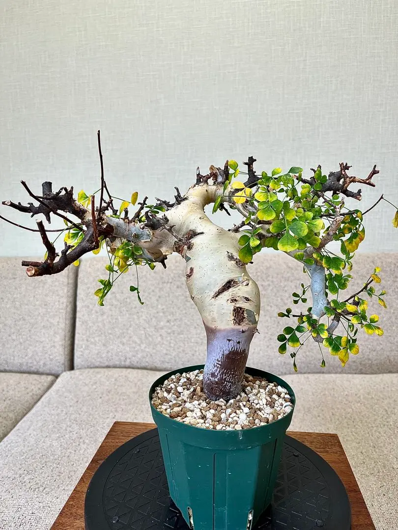 2026年最新】ピュアカタフの人気アイテム - メルカリ