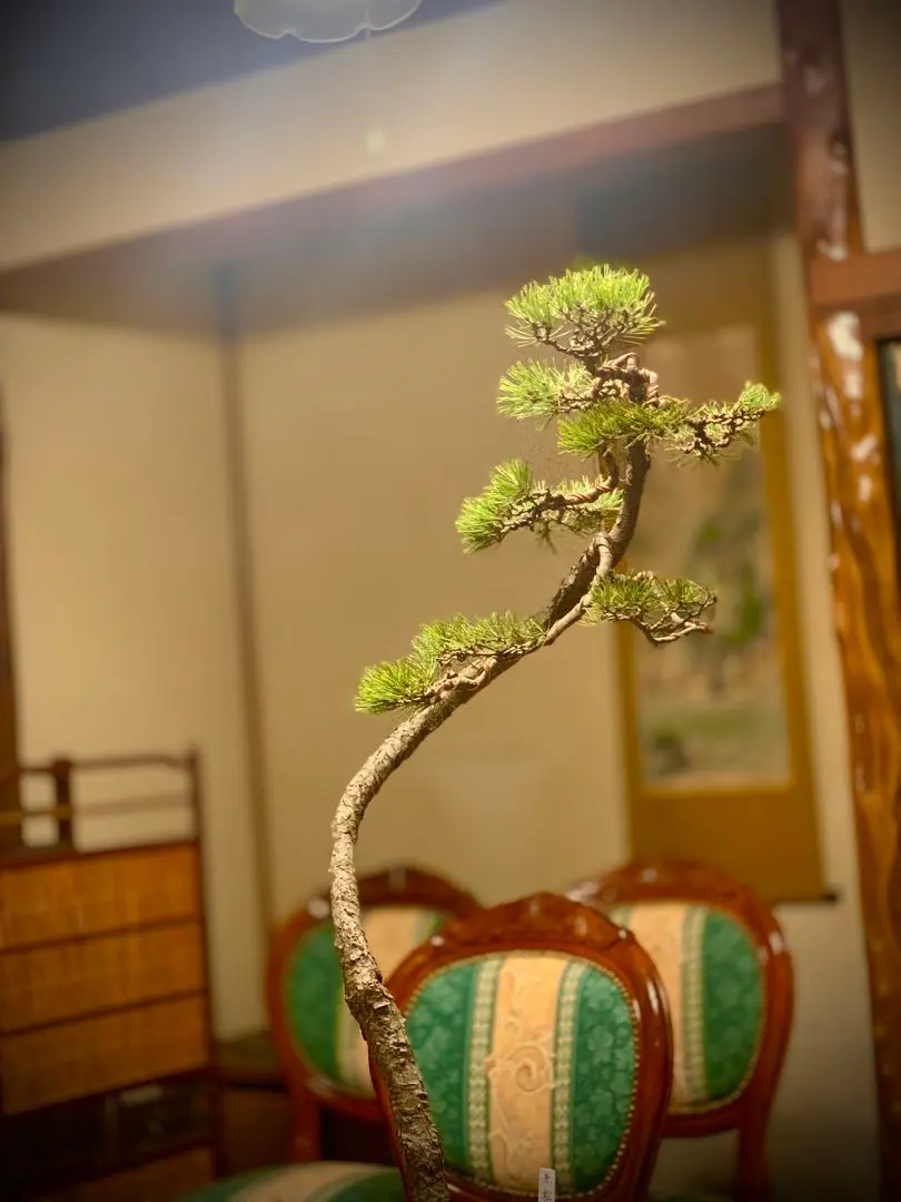 2026年最新】真柏 文人の人気アイテム - メルカリ