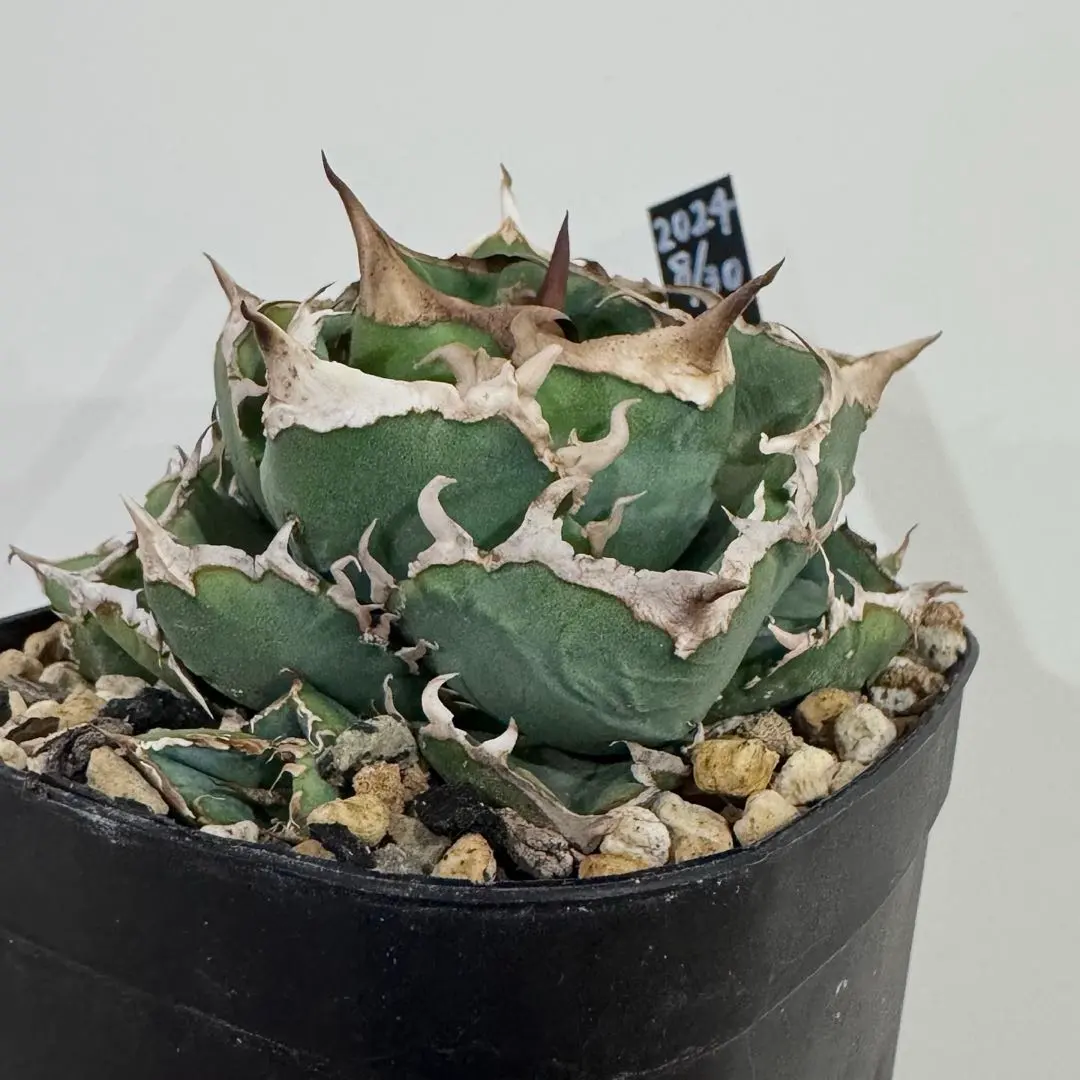 m47072595519_1.jpg?1764802365